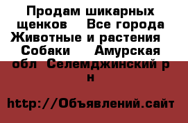 Продам шикарных щенков  - Все города Животные и растения » Собаки   . Амурская обл.,Селемджинский р-н